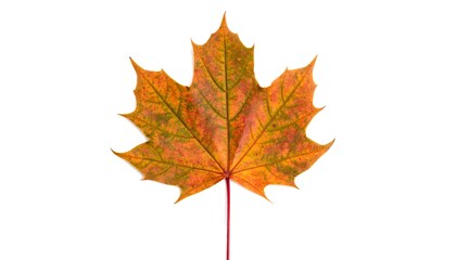 Fototapeta premium Isolated autumnal maple leaf with vibrant hues against a pristine white backdrop captures nature's