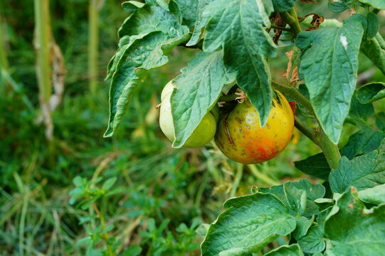 Fruits on tomato bush, the peel of which is covered with numerous scars over entire surface and deep tear emanating from middle. Chemical burns of plants, incorrect dosage of preparations, acid rain