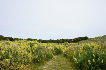 ニュージーランド　黄色い花の自然風景