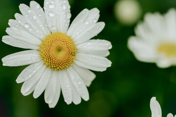 Fototapeta premium White daisy flower with rain drops, macro floral background