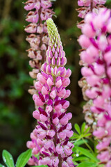 Pink lupine flowers in the garden, abstract floral background