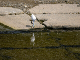 河川で魚を探すコサギ