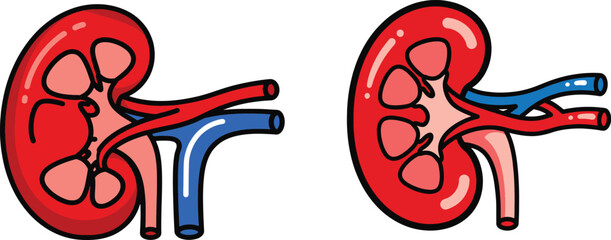 Human Kidney Anatomy: Renal Artery and Vein