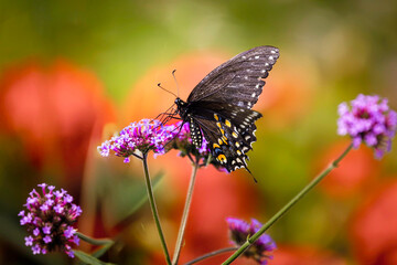 A close-up of a black swallowtail butterfly feeding on a vibrant pink  flower