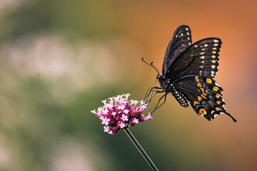 A close-up of a black swallowtail butterfly feeding on a vibrant pink  flower