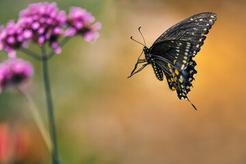 Black swallowtail butterfly flying   to the purple flower, natural background
