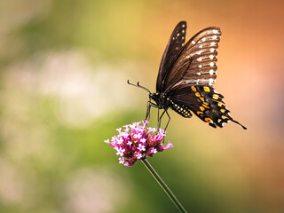 A close-up of a black swallowtail butterfly feeding on a vibrant pink  flower