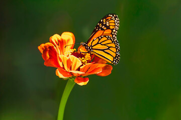 Monarch Butterfly on Orange Zinnia Flower,  Flowers to Attract Bees, and Butterflies,  endangered species of butterflies