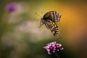 Black swallowtail butterfly flying of f of the purple flower, natural background