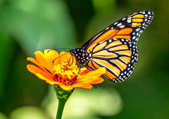 Monarch Butterfly on Orange Zinnia Flower,  Flowers to Attract Bees, and Butterflies,  endangered species of butterflies