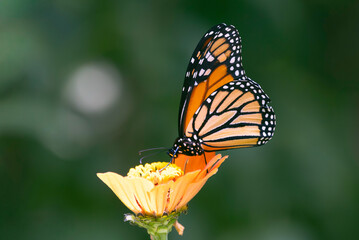 Monarch Butterfly on Orange Zinnia Flower,  Flowers to Attract Bees, and Butterflies,  endangered species of butterflies
