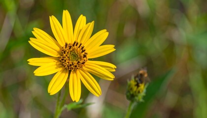 Obraz premium A vibrant yellow flower with dark brown center stands out against a blurred background of green vegetation.