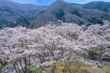 大野ダムで見た満開の桜の情景