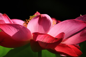 Lotus & Waterlily Vibrant Close-up Collection