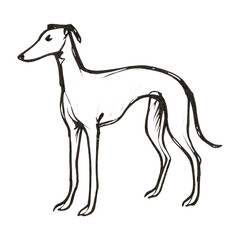 Obraz premium PNG Minimalist greyhound sketch art.