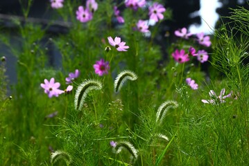 Obraz premium Cosmos flowers are a symbol of autumn. They are annual plants of the Asteraceae family native to tropical America.