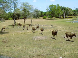 A group of male and female deer are kept in a licensed breeding facility.
