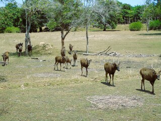A group of male and female deer are kept in a licensed breeding facility.