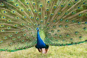 Obraz premium a male peacock displaying its feathers