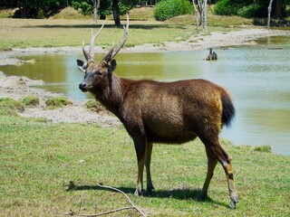 An adult male Cervus unicolor with long horns is around a water pool.