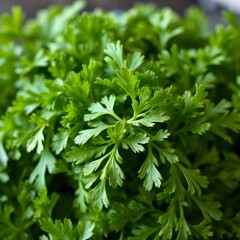 Green fresh cilantro leaves in macro photography on textured background for culinary use