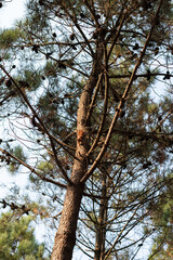 Red squirrel on a pine trunk, Dino Park, Lourinhã