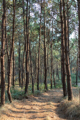 Natural path in the middle of pine trees, Dino Park, Lourinhã