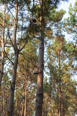 Wooden birdhouse on a pine trunk, Dino Park, Lourinhã