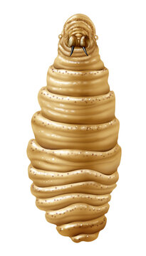 Screwworm larva as a Parasite outbreat or epidemic as flesh-eating larvae Infectious disease and public health issue  as a vetirinary medicine concept on a white background.