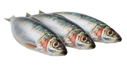 Fresh Sardines Isolated on Transparent Background.