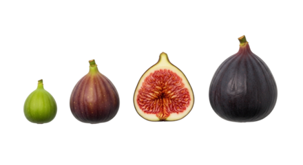 Fresh figs showing a growth and ripeness progression, from a small green fig to a large ripe one, isolated on white and transparent background