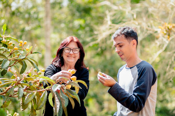 Mother and adult son harvesting fresh loquats together outdoors, smiling and enjoying a joyful family activity in nature.	