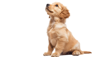 Golden retriever puppy sitting and looking up with a black background and white reflection below