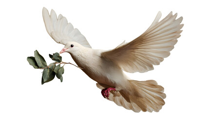 Fototapeta premium A white dove in flight carrying an olive branch against a black background with wings spread wide
