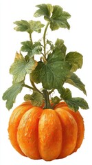 Obraz premium Bright orange pumpkin with vibrant green leaves growing atop it in a decorative arrangement