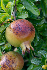 Pomegranate tree with green unripe fruits, fruit orchard in Italy
