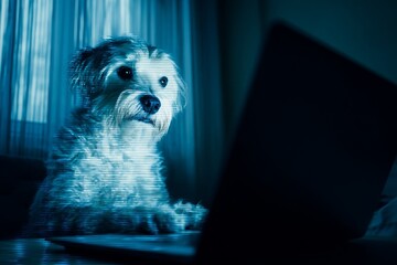 Morning light reveals dog's human-like behavior. Dog gaze. Our brains absorb endless content from glowing displays every waking hour. Dog humor. Smartphone attention.