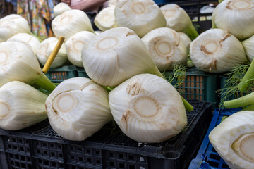 Fresh white raw organic fennel bulds on food market in Palermo, Sicily, finocchio vegetables