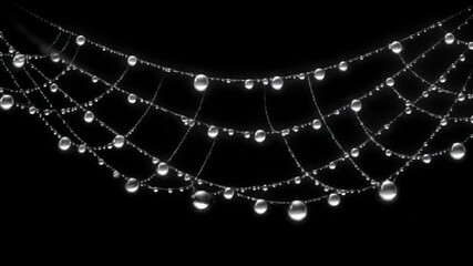 A macro shot of a spider's web, glistening with dewdrops, against a deep black background