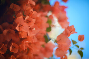 Beautiful red Bougainvillea flowers blooming. Closeup, shallow DOF. Bougainvillea is a popular flowering plant known for its vibrant, paper-like 