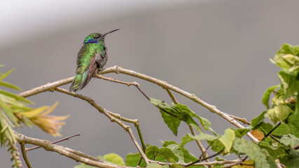 A lesser violetear hummingbird perched on an Indian mallow twig, in the afternoon, in a forest in the eastern Andean mountains of central Colombia, near the town of Villa de Leyva.