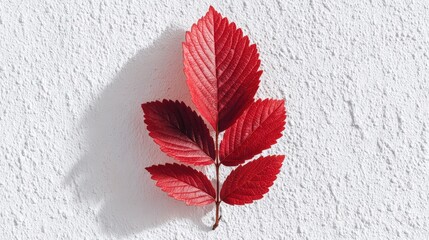 Fototapeta premium A vibrant red leaf casting a shadow against a textured surface, showcasing the beauty of nature.