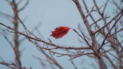 A solitary red leaf clings to bare branches against a muted sky, depicting the beauty of autumn