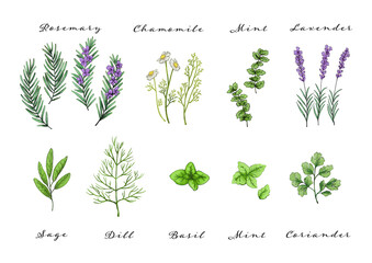 いろいろなハーブの手書き風イラスト © Arino