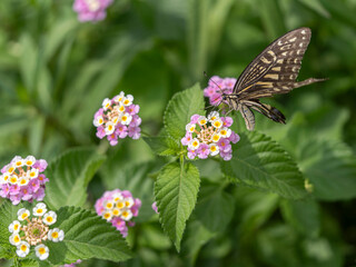 ランタナの蜜を吸う羽が破れたナミアゲハ
