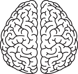 Line drawing of the human brain showing its two hemispheres from a top-down view.