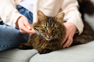 Obraz premium Young woman brushing fluffy cat on couch at home, closeup