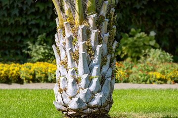 Close up of an aged butia capitata palm tree trunk in park with blurred floral background. Butia capitata. Cocus Capitata. Jelly palm.