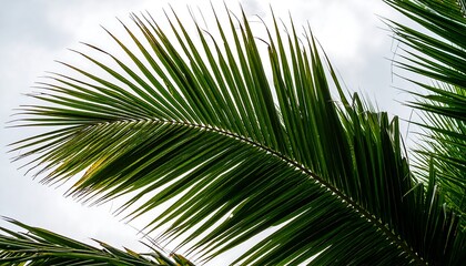 Fototapeta premium Close-up palm fronds against cloudy sky