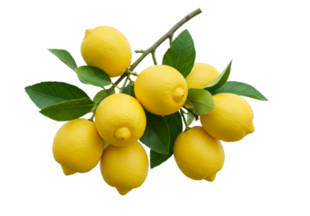 Fresh Lemons on a Branch A Vibrant and Healthy Citrus Delight